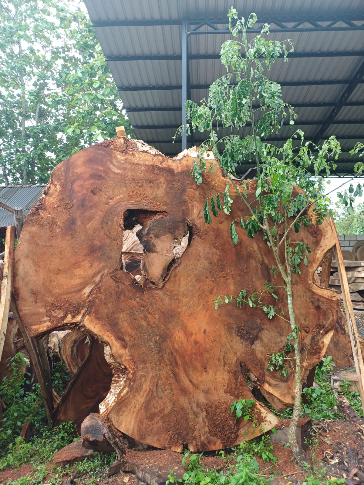 [Top Only] Customized Size Coffe Root Star Table Suar Wood | Monkeypod Table